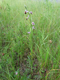 Ophrys apifera